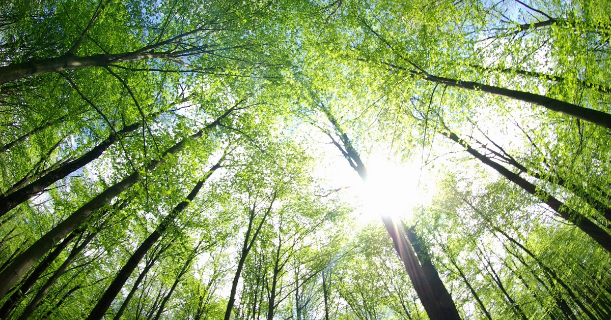 Forest certification - image of forest looking up