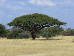 Camel Thorn Tree legend